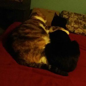 Meet your Posher, Robert